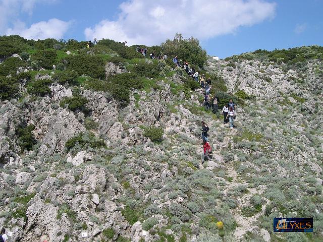 tra i ciuffi grigi dell'elicriso.JPG